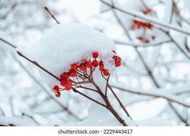 Rowan Tree Covered First Snow Ashberry Stock Photo