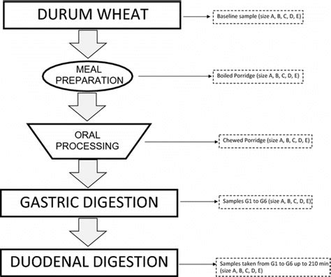 Flow Diagram Of Simulated Digestion Process Download Scientific Diagram