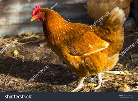 Hundred Red Sex Link Chicken Royalty Free Images Stock Photos Pictures Shutterstock