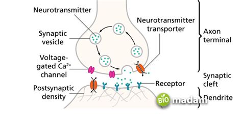 Function of Axon Terminal - biomadam