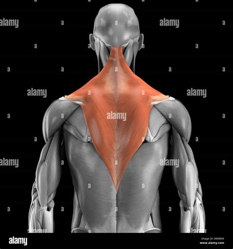 Trapezius Muscles Hi Res Stock Photography And Images Alamy