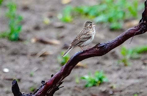 Gale S Photo And Birding Blog Vesper Sparrows