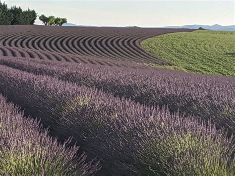 Visiting the Lavender Fields of Provence - Lou Messugo Holiday Rental ...