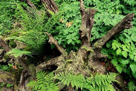 The Stumpery Garden - A Perfect Place for Ferns and Woodland Gems ...