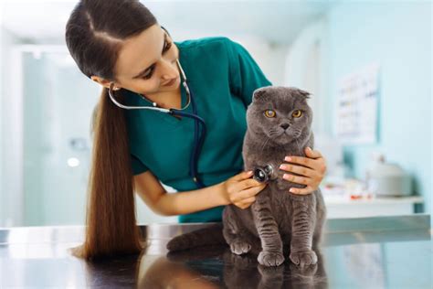 Quel Est Le Meilleur Aliment Pour Faire Grossir Un Chat Auberge Du