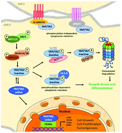 Regulation Of Yap Taz Activity The Yap Taz Transcription Co Activator