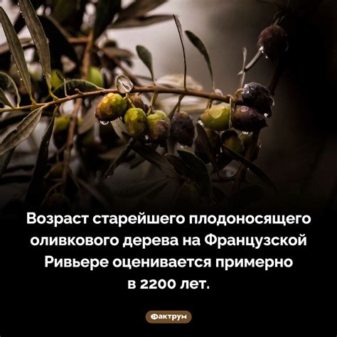 Оливковые деревья плодоносят очень долго