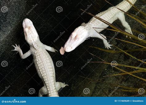 25 Albino Alligators Photos - Free & Royalty-Free Stock Photos from ...