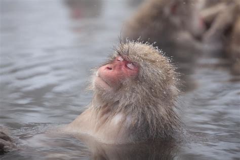 Hot Spring WAGOKORO