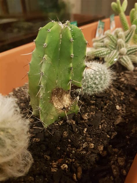 Please Help My Cactus Slow Build Up Been Eating Away At It For A Few Weeks Presuming Its