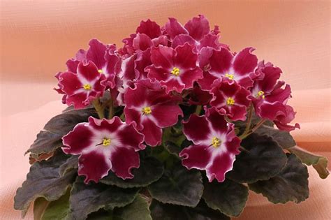 African Violets - RM-Amalia