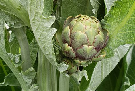 To Eat Or To Admire Growing Artichokes For Food And Flowers Gardenista