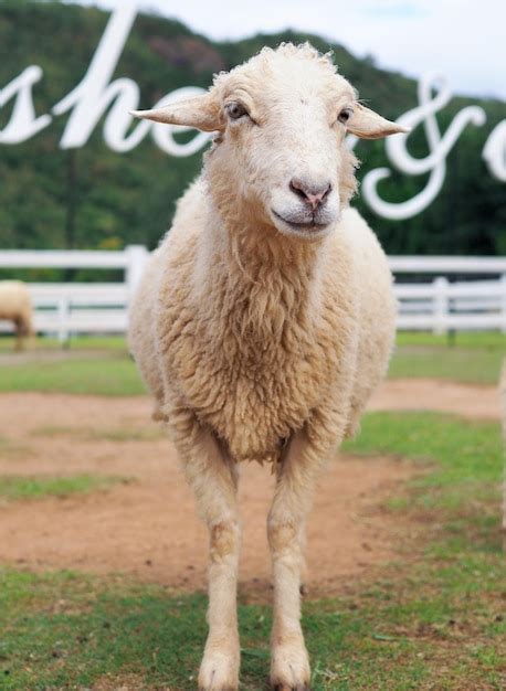 Premium Photo Portrait Of Sheep Standing On Field