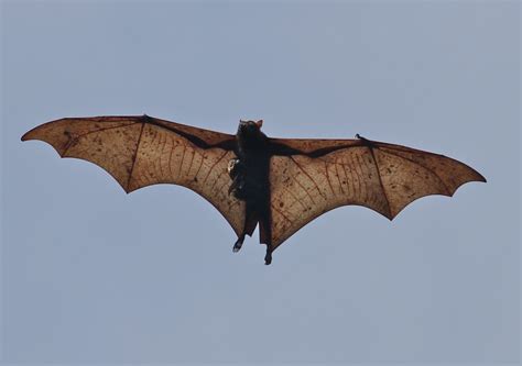 World's Biggest Bat: Giant Golden-Crowned Flying Fox • Lazer Horse