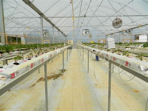 Greenhouse Strawberry Production: Report of Cultivar Performance 2022 ...