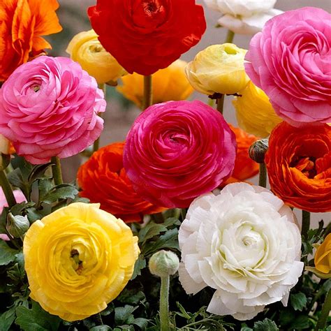 bulbi piciorul cocosului ranunculus asiaticus tomer mix | Ранункулюс ...