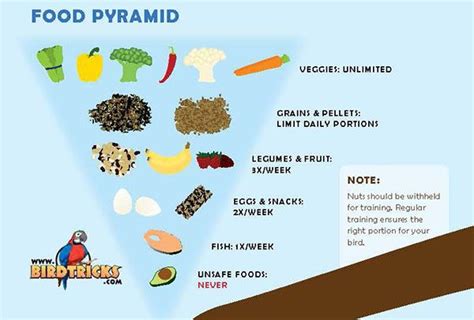 Infographic About A Healthy Parrot Diet Food Pyramid Parrot Toys Parrot Diet