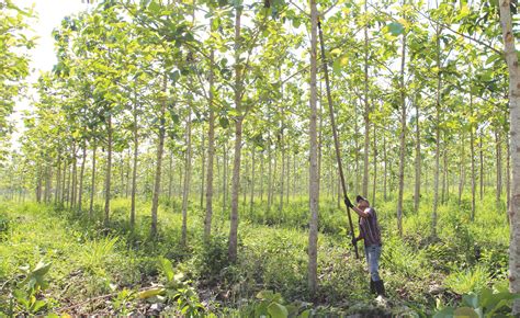 Qu Es Y Para Qui N Es El Programa Apoyos Para El Desarrollo Forestal