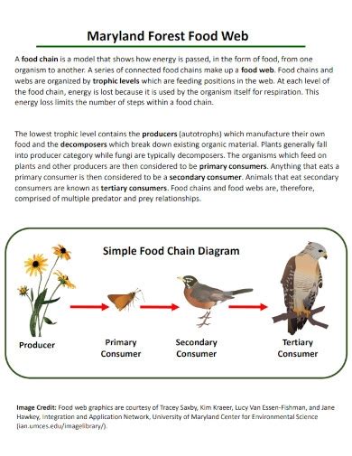 Forest Food Web Examples