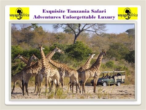 PPT Exquisite Tanzania Safari Adventures Unforgettable Luxury