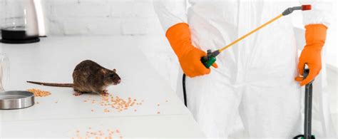 Rat Pest Control Sydney Exterminator Near Me