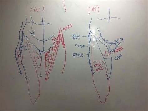 Pin de pivoyama en refs en 2024 Referencia de anatomía Arte de