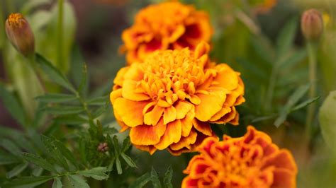 Marigold Everything You Need To Know Before Planting