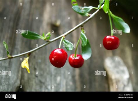 Snack Plant Hi Res Stock Photography And Images Alamy