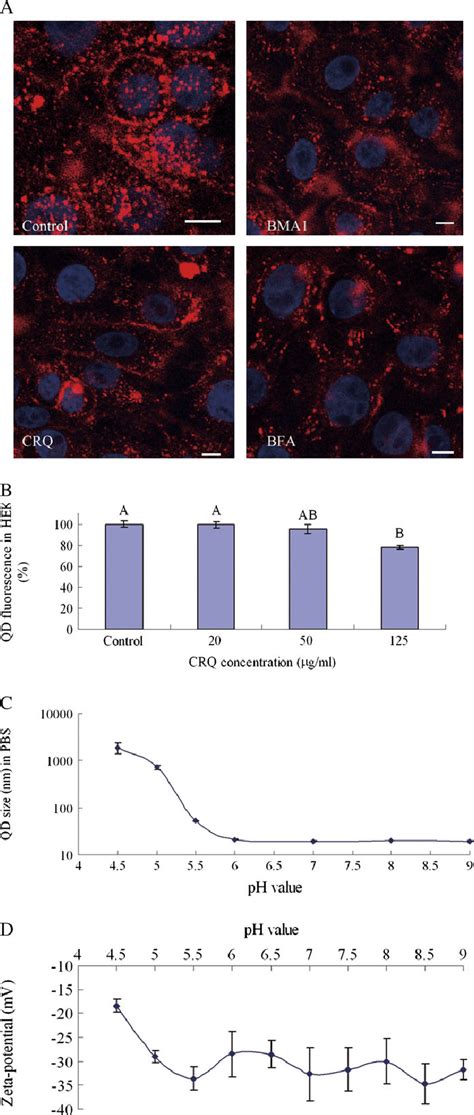 Qd Uptake Inhibition By Endosome Interfering Reagents A Qd Uptake