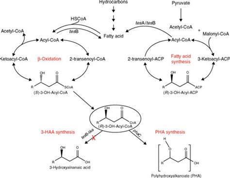 The "Oil-eating" Alcanivorax borkumensis- Adopt a Bacterium | A Listly List