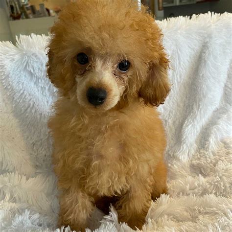 Toy Poodle Puppy For Sale Heavenly Puppies