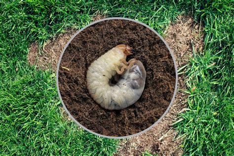 7 Signs Of Grubs In Lawn With Helpful Tips To Remove Them