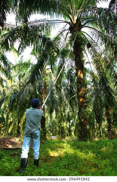 Harvesting Oil Palm Fruits Oil Palm Stock Photo Edit Now 396491842