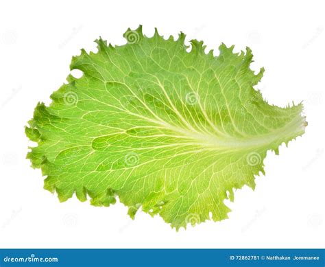 Iceberg Salad Leaf