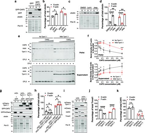 Cap Depolymerizes Actin Filaments But Stabilization By Tropomyosin