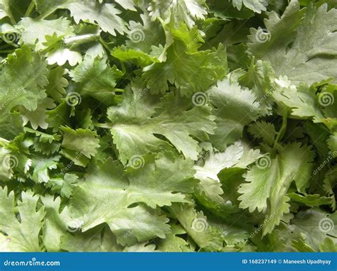 Green Color Fresh Cilantro Leaves Stock Image Image Of Branch