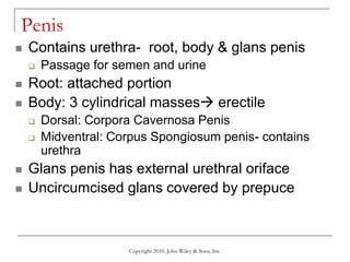 Lecture 3 the reproductive systems | PPT 