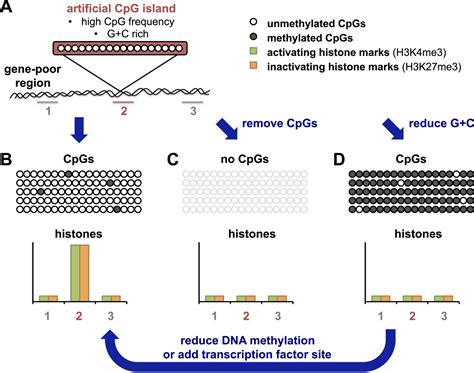 Epigenetic Markers How To Build Your Own Island Elife