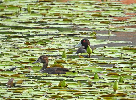 Foto Paturi Preta Netta Erythrophthalma Por Alberto Rios Wiki Aves