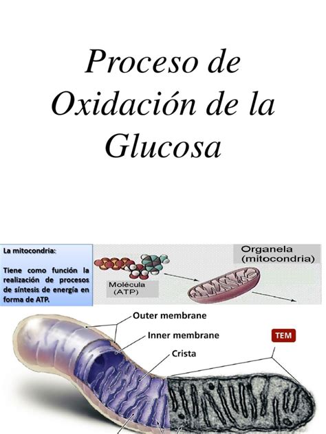 Proceso de Oxidación de glucosa | PDF | Ciclo del ácido cítrico | Dieta ...