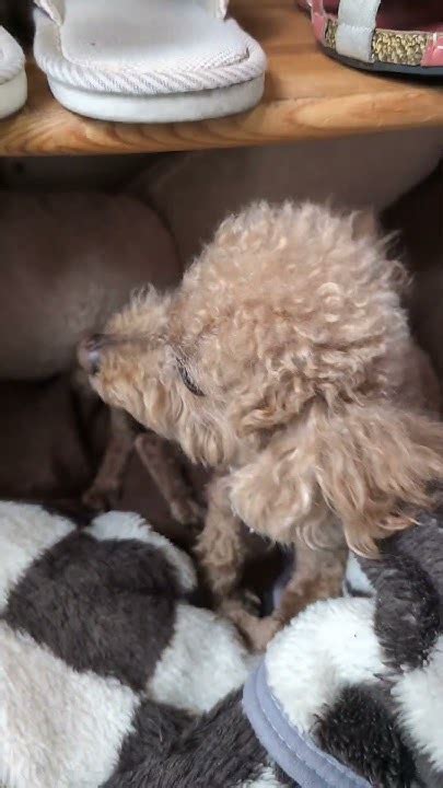 トイプードル かわいい犬 ペット 小型犬 Youtube