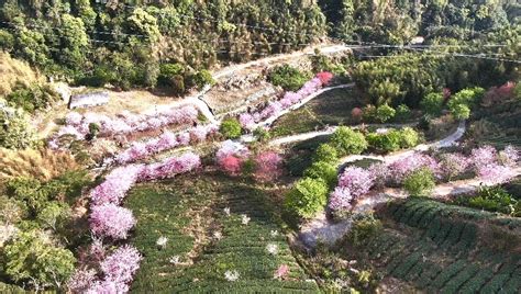 粉紅風暴〜雲林古坑草嶺「石壁美人谷」瞬間成粉紅仙境 滿山滿谷櫻花盛開9成 3周湧入超過40萬遊客上山賞櫻！ 台灣華報