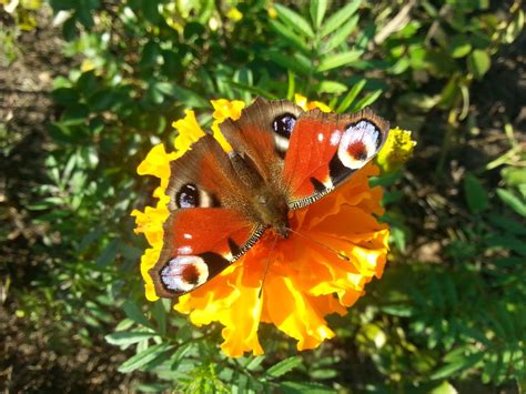 Colourful Butterfly Smithsonian Photo Contest Smithsonian Magazine