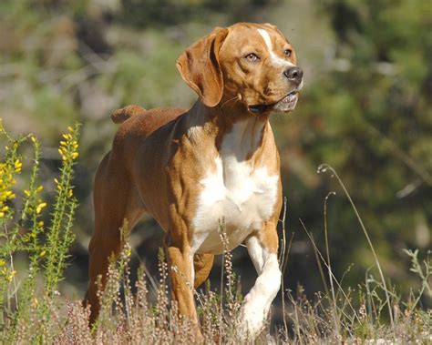 Perdigueiro Got - Perdigueiro Português - Cão Nosso