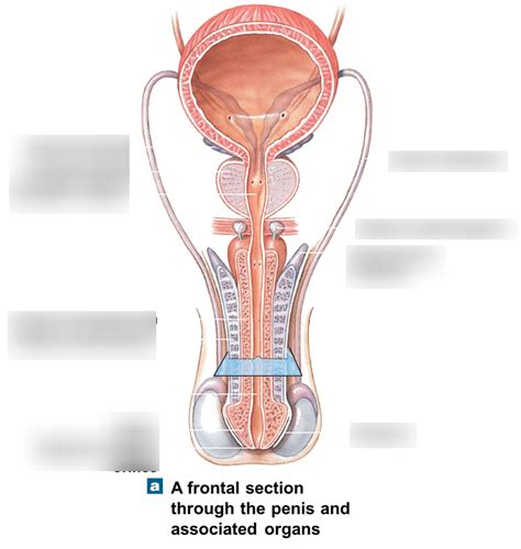 Male Reproductive 3 Diagram Quizlet