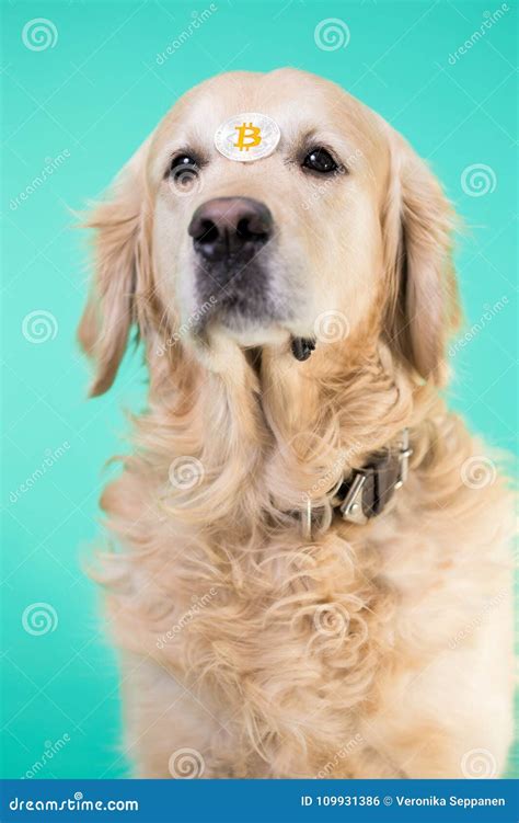 The dog holds bitcoin stock photo. Image of coin, crypto - 109931386