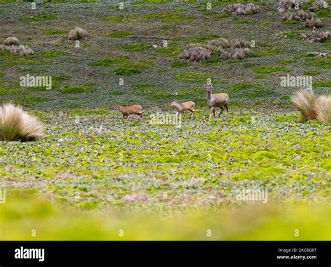 Animales silvestres de la reserva ecológica Antisana en Quito Ecuador