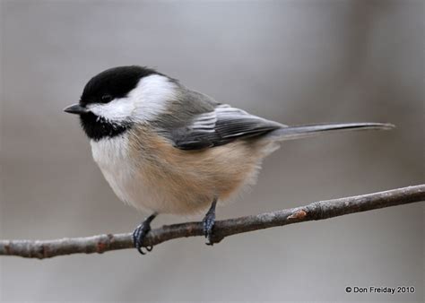 View from the Cape: Chickadee I.D.