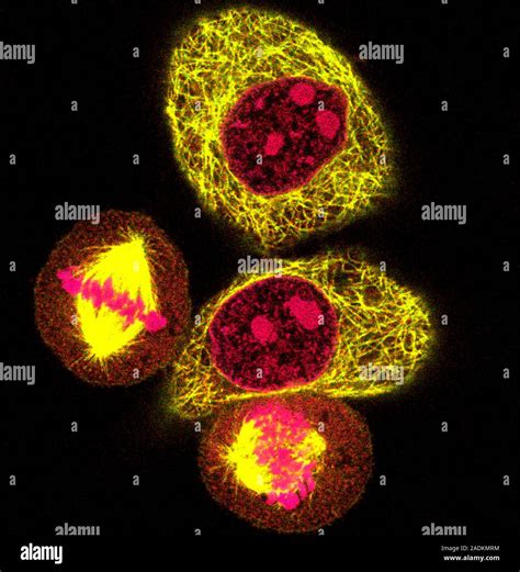 Mitosis Confocal Light Micrograph Of Hela Cells During Mitosis Nuclear Division Mitosis Is