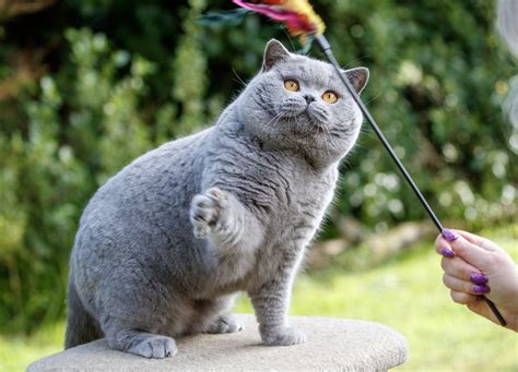 british blue cats breeders 7